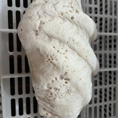 サンゴ