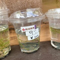 琉球闘魚の画像