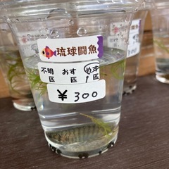 琉球闘魚の画像