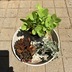 ランキングキーワードに紐づく投稿画像-多肉植物