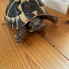 ヘルマンリクガメ