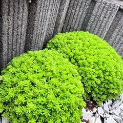 セダム　グランドカバー　観葉植物