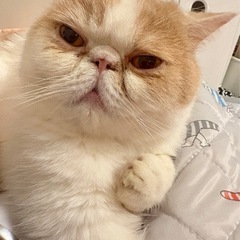 エキゾチックショートヘア