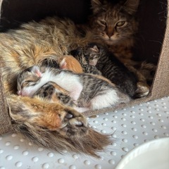子猫(5匹➕母猫