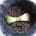 ランキングキーワードに紐づく投稿画像-多肉植物
