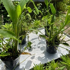 水生植物　ナガバオモダカ　ウォーターバコパ　ウォーターマッシュル...