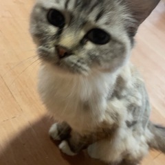 65歳までの方・単身者応募可能‼️サイベリアン