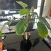 ランキングキーワードに紐づく投稿画像-観葉植物