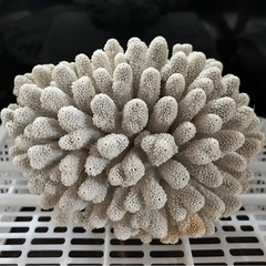 サンゴ