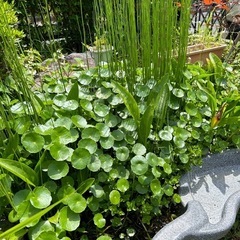 水生植物　ウォーターバコパ　ウォーターマッシュルーム　ナガバオモ...