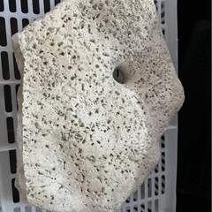 サンゴ