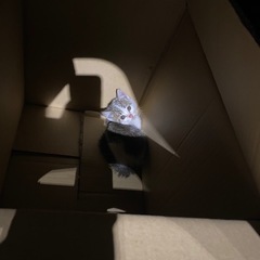 子猫　里親探しています