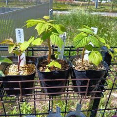四季成りラズベリーの苗の画像