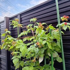 四季成りラズベリーの苗の画像
