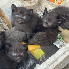 ⚠️ご応募ありがとうございました【代理投稿】　⭐︎子猫5兄妹⭐︎