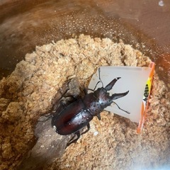 国産クワガタ.カブトムシ