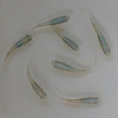 【選別済】改良メダカ・松井ヒレ長みゆきの若魚　10匹【手渡し可能な方のみ】の画像
