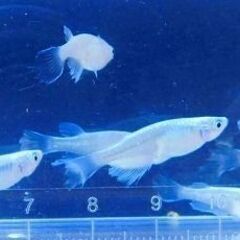 【選別済】改良メダカ・松井ヒレ長みゆきの若魚　10匹【手渡し可能な方のみ】の画像
