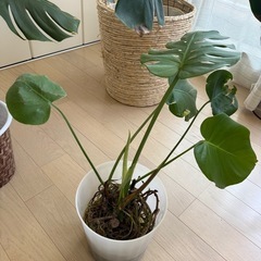 【タイムセール】早い者勝ち‼️観葉植物　モンステラの画像