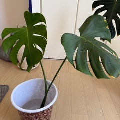 【タイムセール】早い者勝ち‼️観葉植物　モンステラの画像