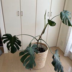 【タイムセール】早い者勝ち‼️観葉植物　モンステラの画像