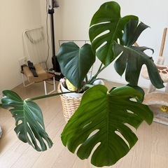 【タイムセール】早い者勝ち‼️観葉植物　モンステラの画像