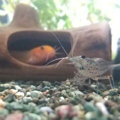 🦐水槽・ビオトープ🍀アクアリウムが趣味の方🐠 - 友達