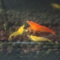 🦐水槽・ビオトープ🍀アクアリウムが趣味の方🐠