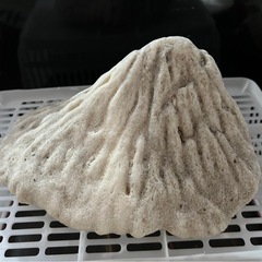 ⑬サンゴ