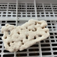 ⑭サンゴ