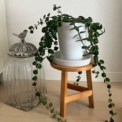 ②観葉植物　エスキナンサス タイピンク 