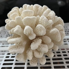 ⑮サンゴ