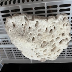⑯サンゴ