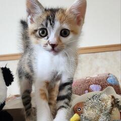 おてんば娘のキャリコ😸