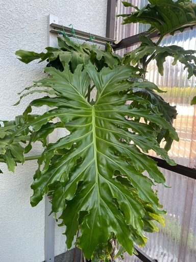 お値引きしました！【大型観葉植物】ガーデンセローム