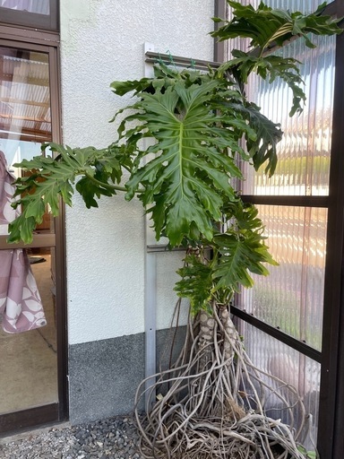 お値引きしました！【大型観葉植物】ガーデンセローム