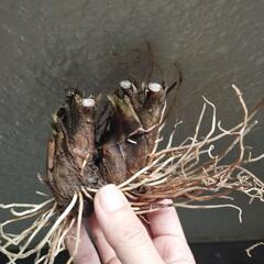 ギョウジャニンニク（アイヌネギ）の球根あげます。10個くらいまで。あと1名様で終わりです。の画像