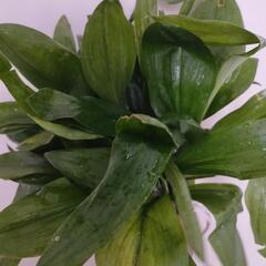 ギョウジャニンニク（アイヌネギ）の球根あげます。10個くらいまで...