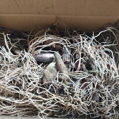 ギョウジャニンニク（アイヌネギ）の球根あげます。10個くらいまで。あと1名様で終わりです。の画像