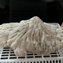 ⑰サンゴ