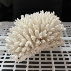 ⑱サンゴ