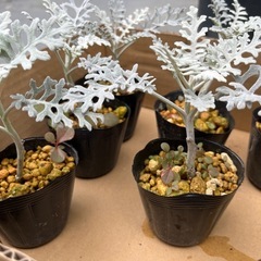 ガーデニング　植物
　　