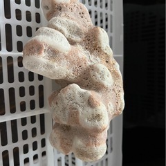 ⑲サンゴ