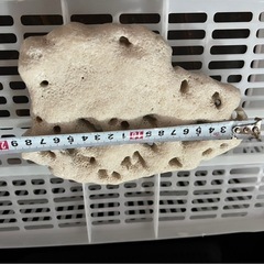 21，サンゴの画像