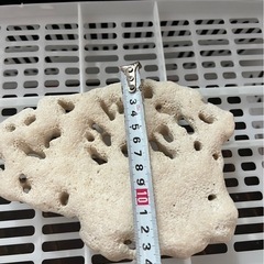 21，サンゴの画像