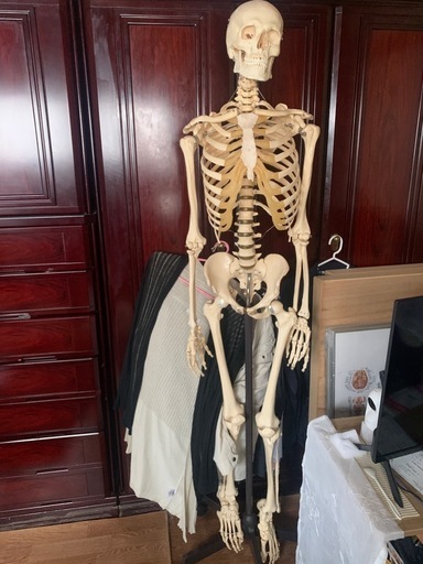 【取引中】整体用品 骨格標本＋鍼灸モデル＋人体ポスター