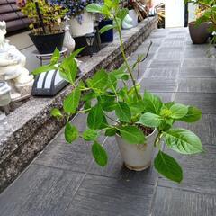 アジサイ鉢