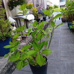 紫陽花陶器鉢