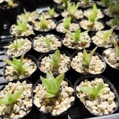 ハオルチア 小苗 おそらくシンビフォルミス 多肉植物