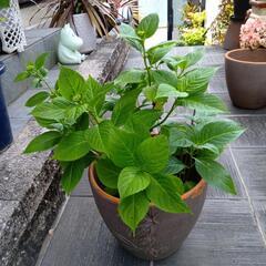 アジサイ陶器鉢